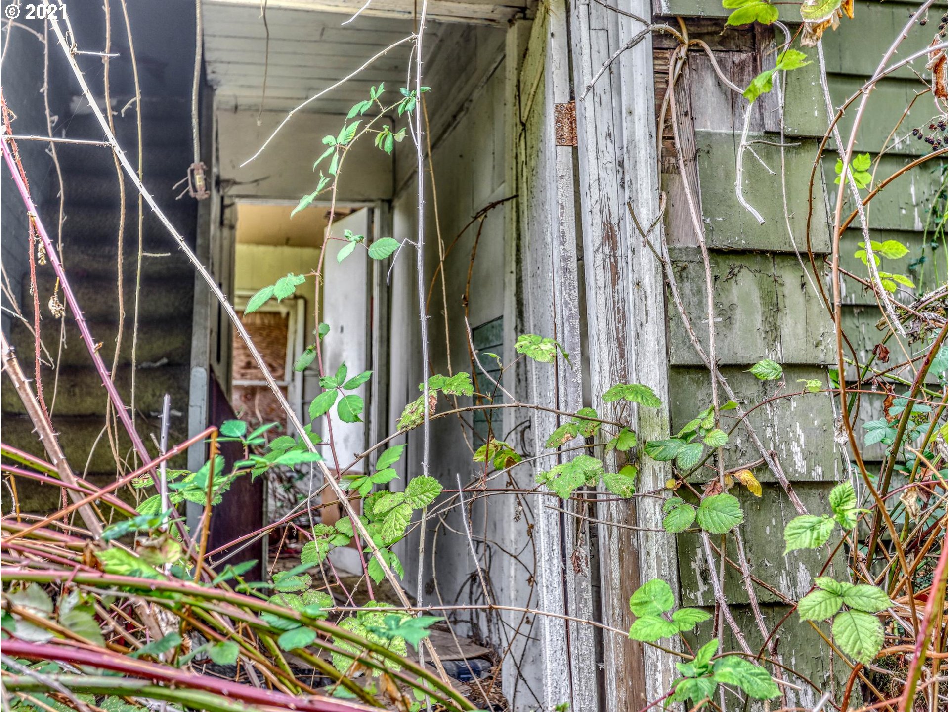 30148 Southeast Bluff Road Gresham, OR 97080 - Photo 15 of 22 a plant that is in front of the house