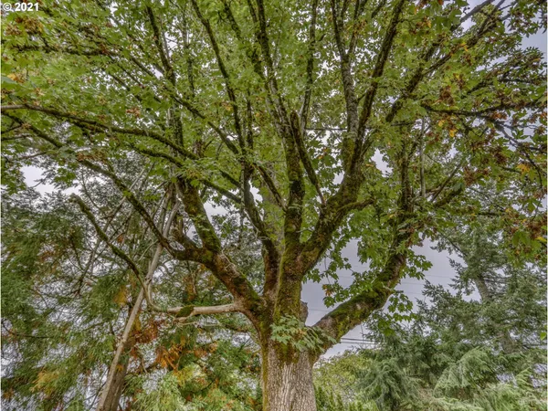a picture of tree