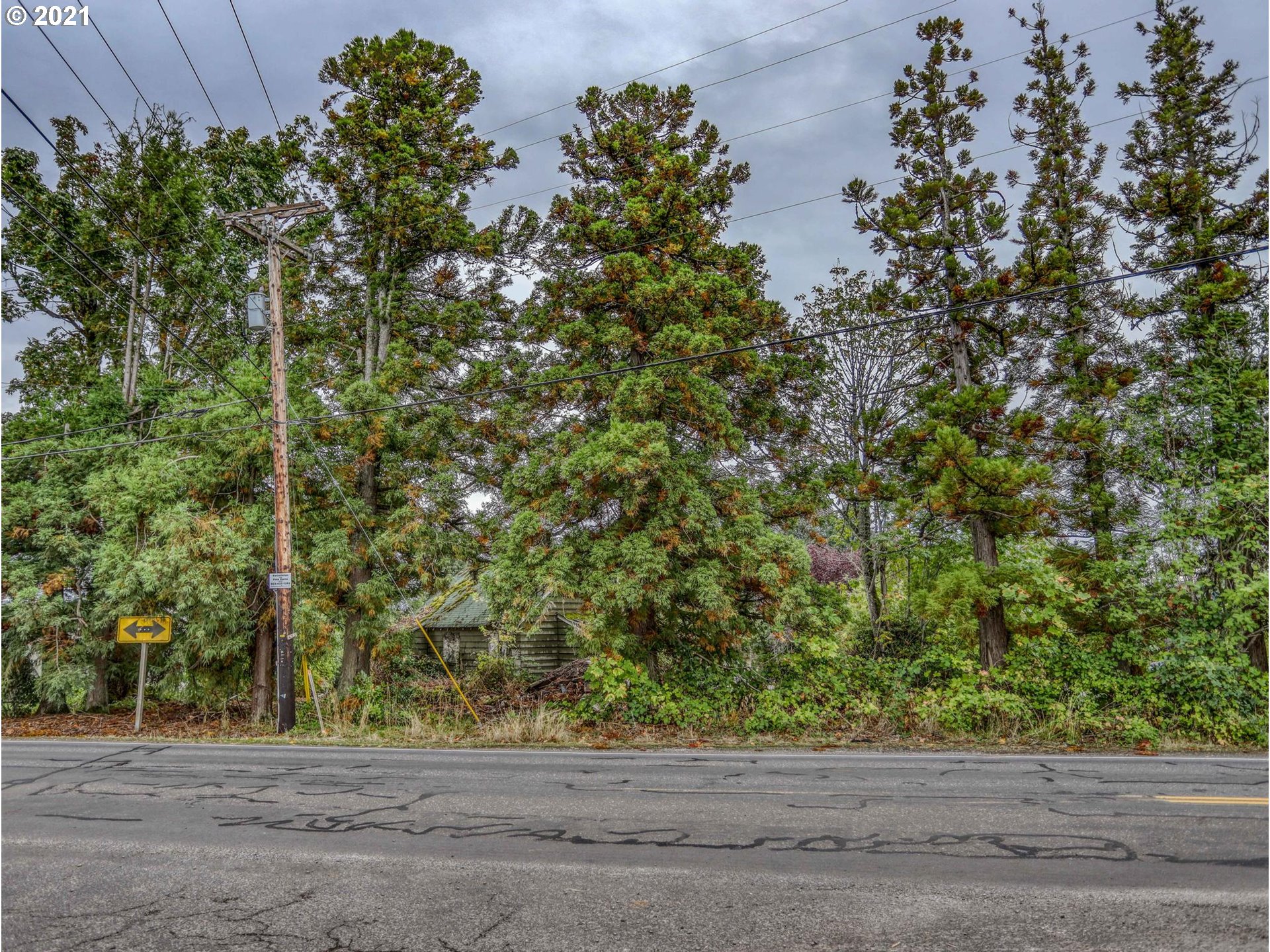 30148 Southeast Bluff Road Gresham, OR 97080 - Photo 7 of 22 a plant that is sitting in a yard