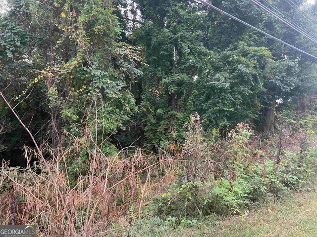 a view of a forest with a tree