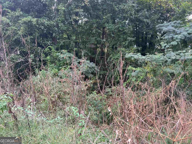 a view of a forest with trees and bushes