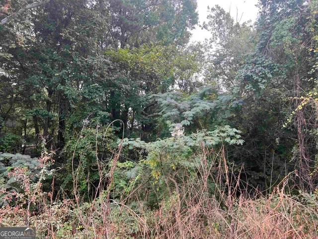 a view of a forest with a tree