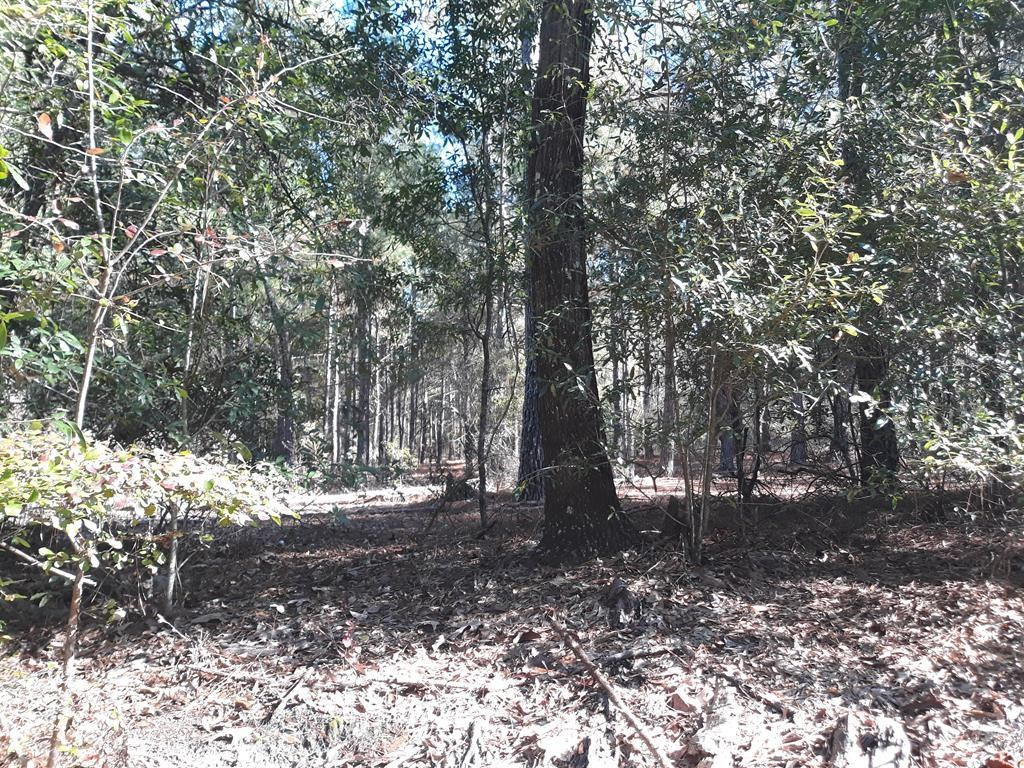 5 Cricket Tree Road Salley, SC 29137 - Photo 3 of 8