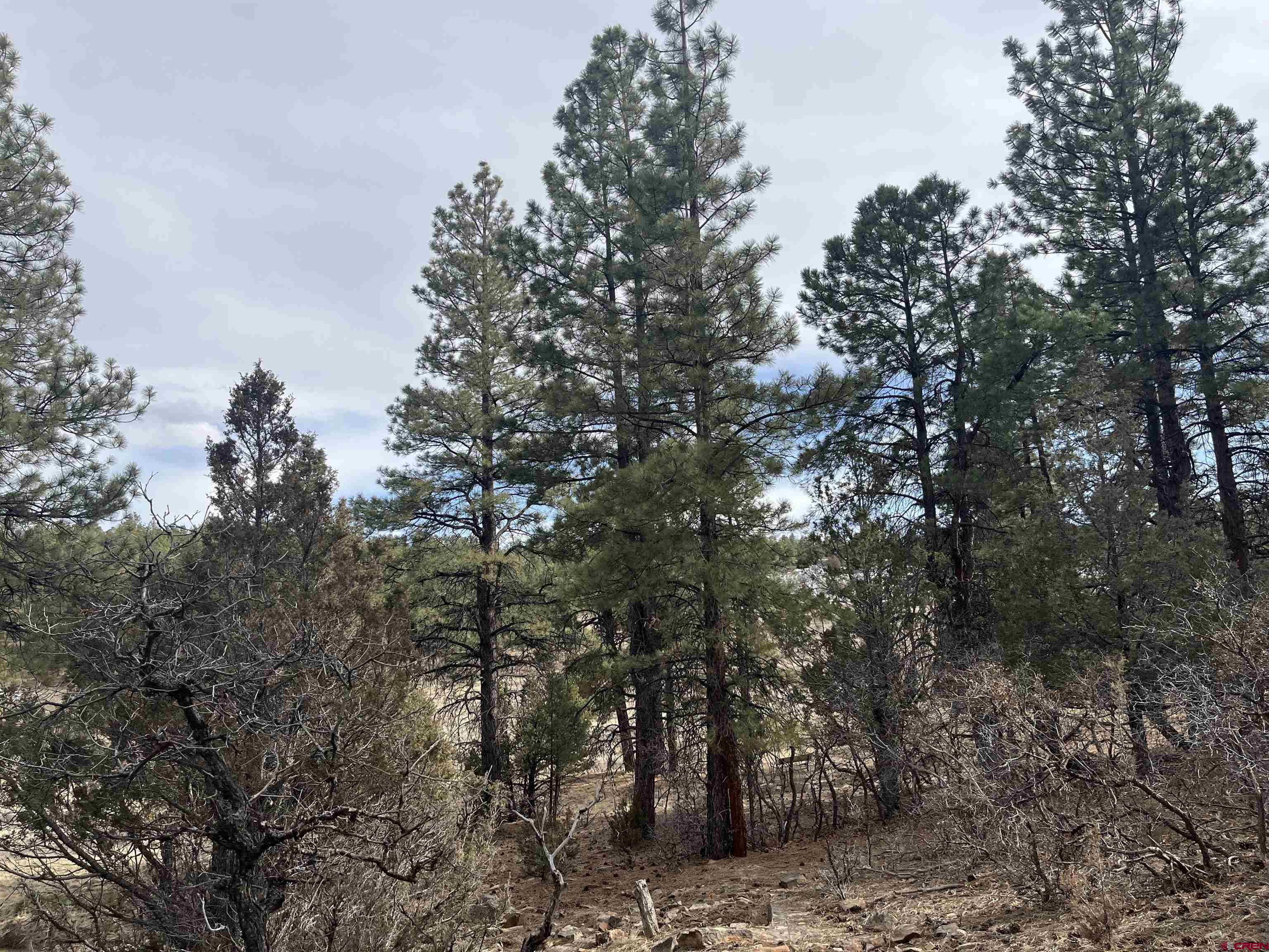 Tbd White Tail Lane Ridgway, CO 81432 - Photo 3 of 9 a view of a forest with trees in the background