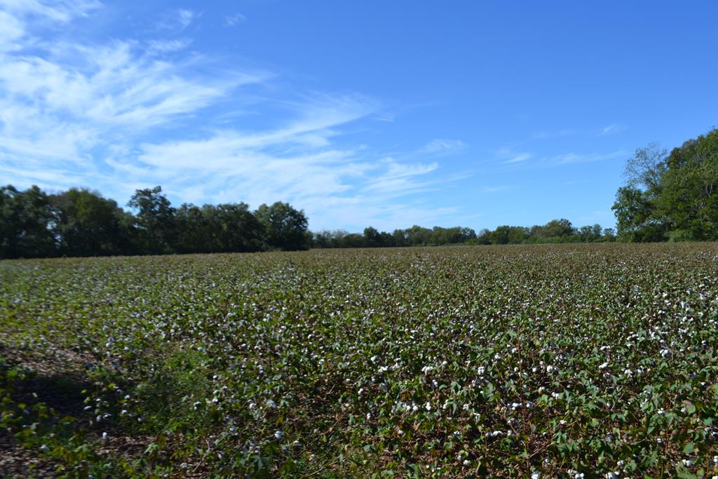 0 Bill Yance Road Headland, AL 36345 - Photo 1 of 1
