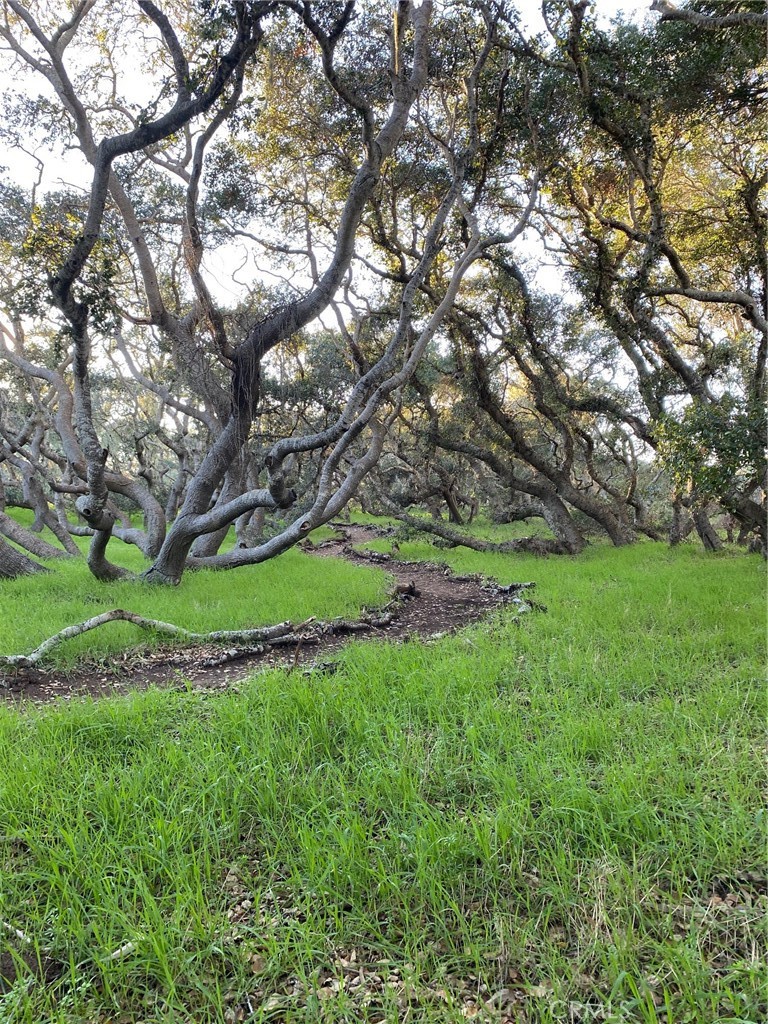 1595 Los Osos Valley Road, Unit 8A Los Osos, CA 93402 - Photo 66 of 73 A path in DH's Peggy's Forest