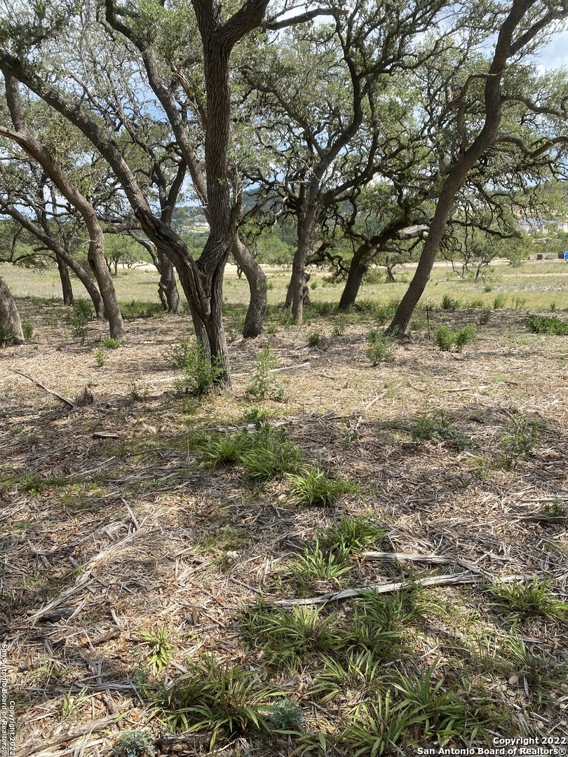 24510 Paraiso Ridge San Antonio, TX 78255 - Photo 3 of 11 a view of a yard with plants and trees
