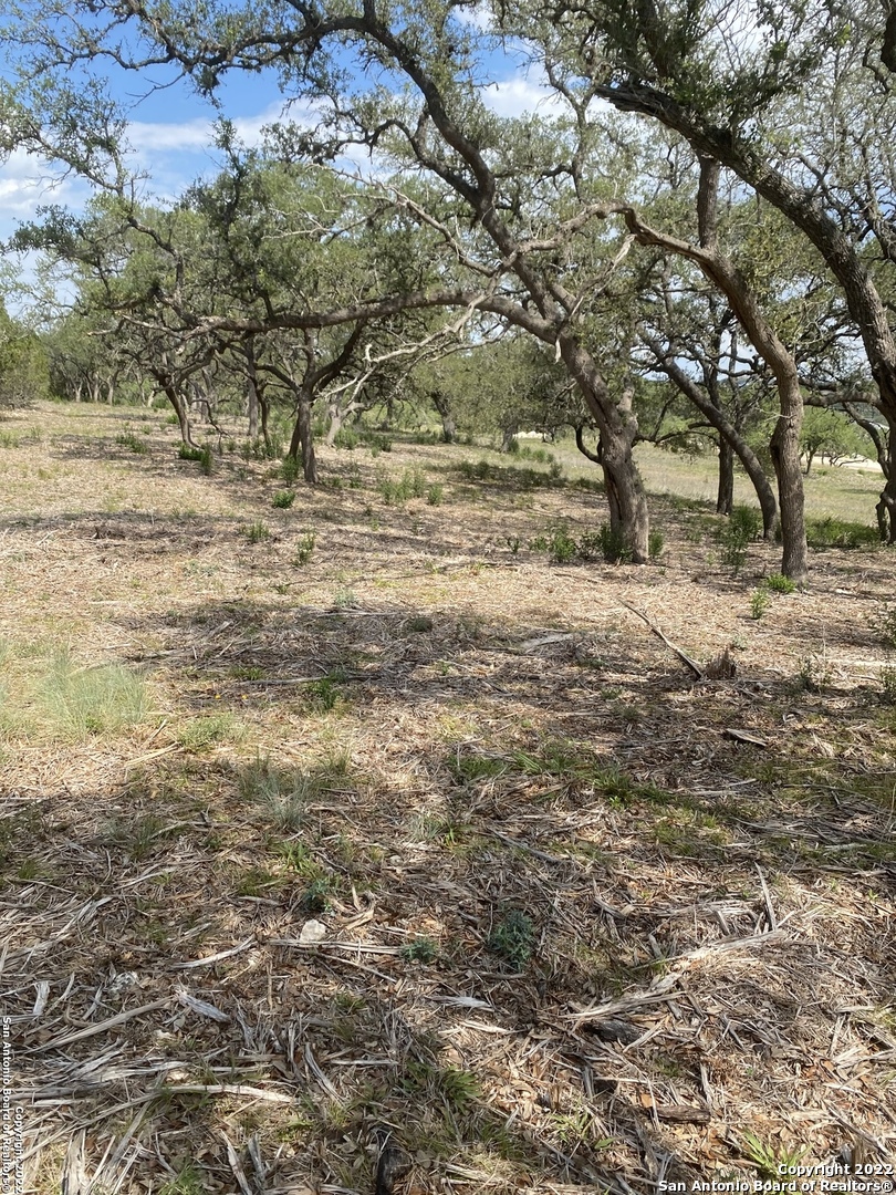 24510 Paraiso Ridge San Antonio, TX 78255 - Photo 4 of 11 a view of dirt yard with a tree