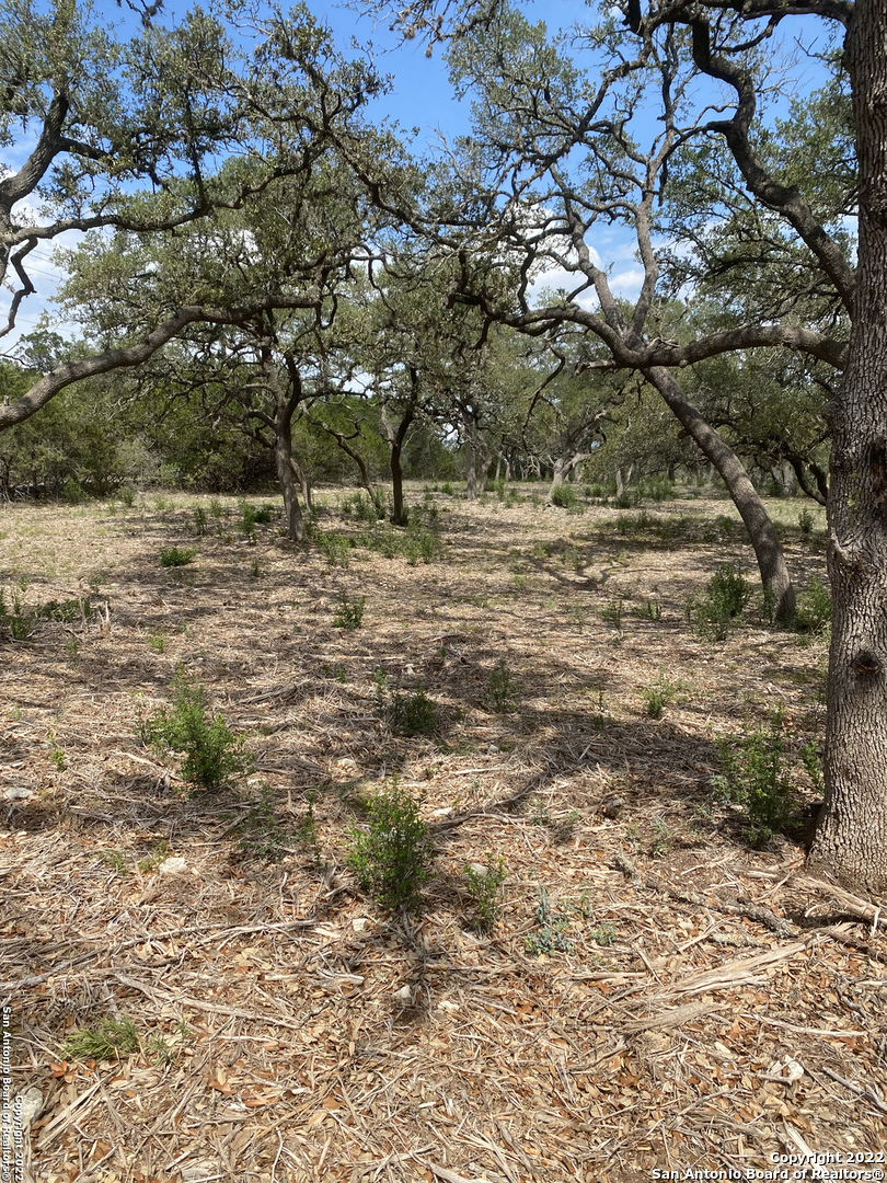 24510 Paraiso Ridge San Antonio, TX 78255 - Photo 6 of 11 a view of a yard with plants and trees