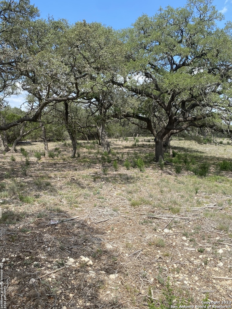 24510 Paraiso Ridge San Antonio, TX 78255 - Photo 7 of 11 a view of a yard with a tree