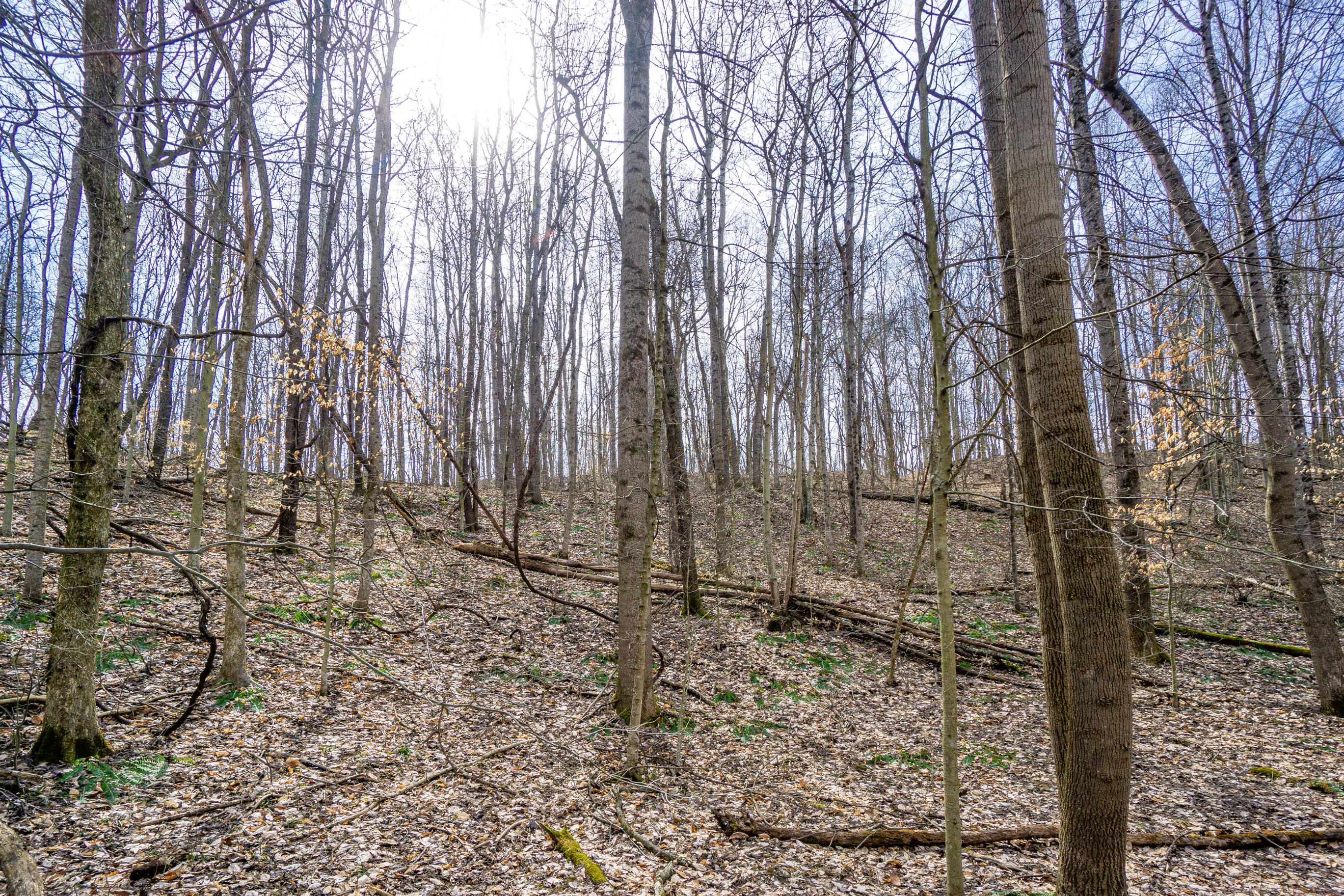 33996 West Buckingham Road Logan, OH 43138 - Photo 12 of 23 Gallery Image 12