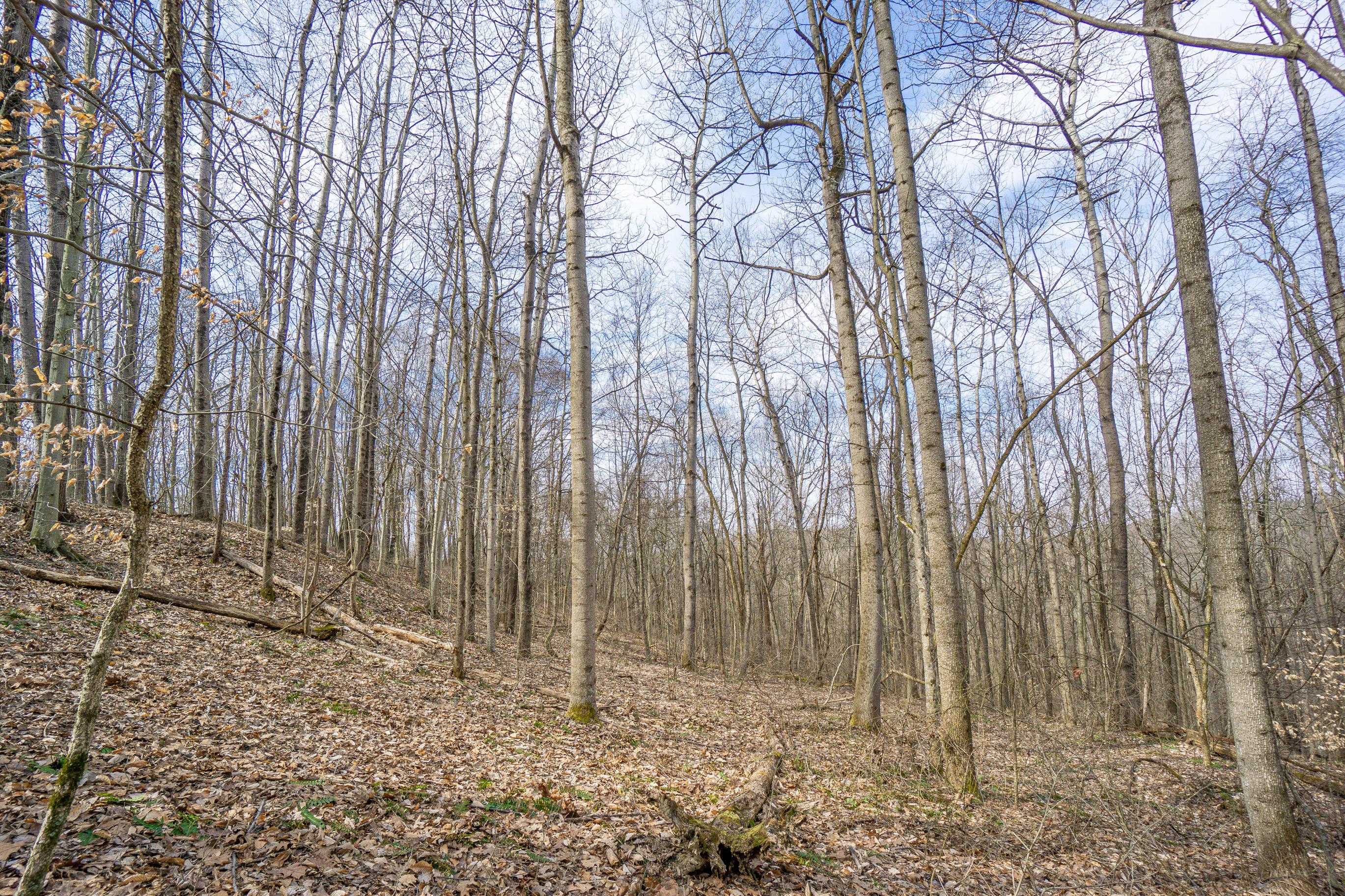 33996 West Buckingham Road Logan, OH 43138 - Photo 15 of 23 Gallery Image 15