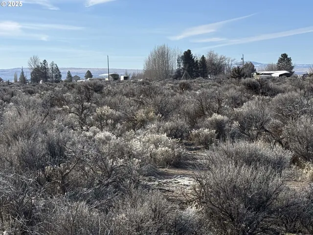 a view of a dry yard with trees