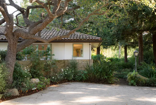 a view of a tree with a tree