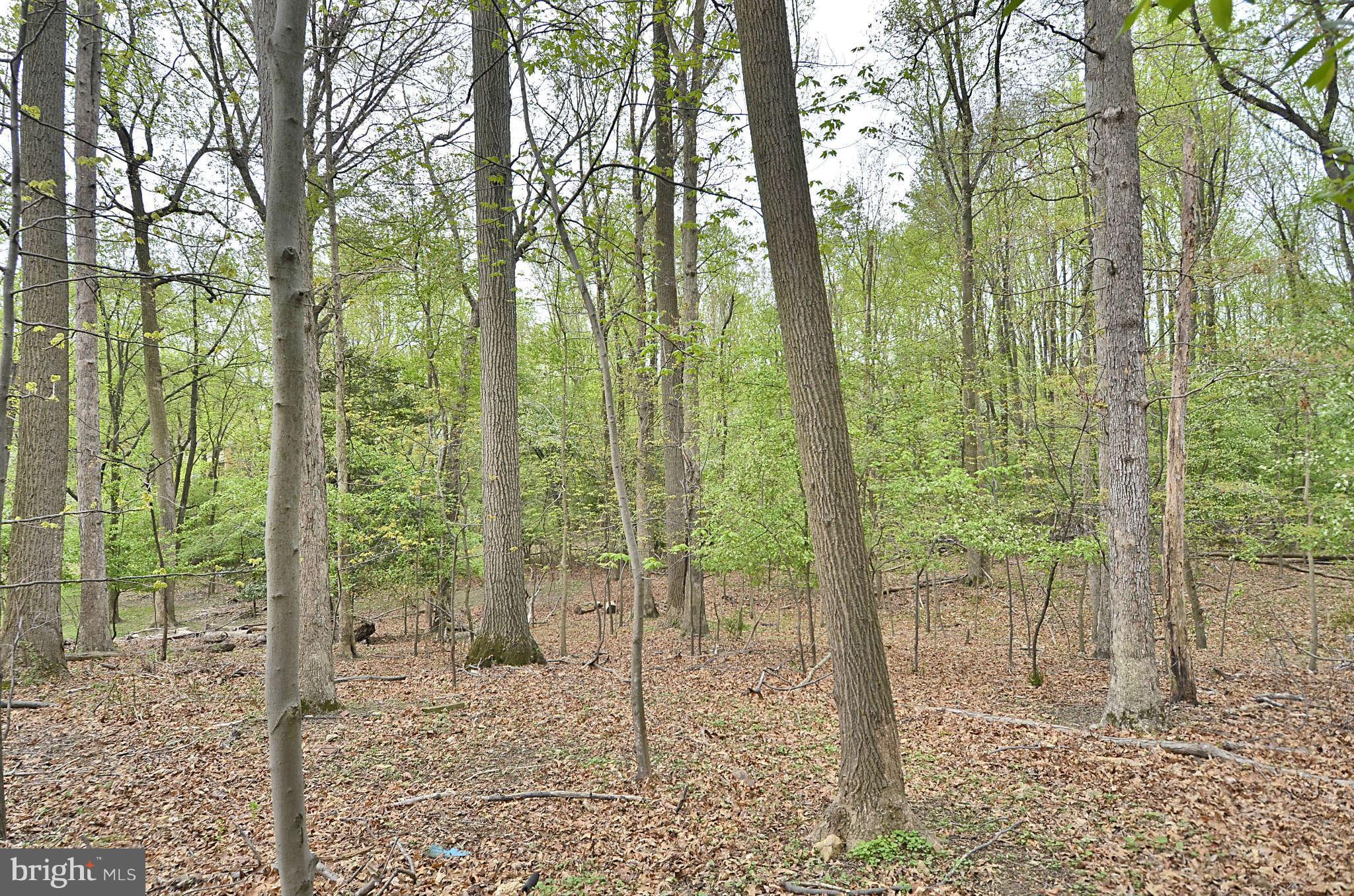 11701 Auth Lane Silver Spring, MD 20902 - Photo 28 of 30 View from Back