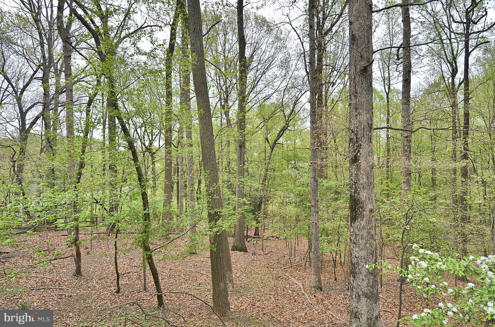 11701 Auth Lane Silver Spring, MD 20902 - Photo 29 of 30 View to Conservation Area