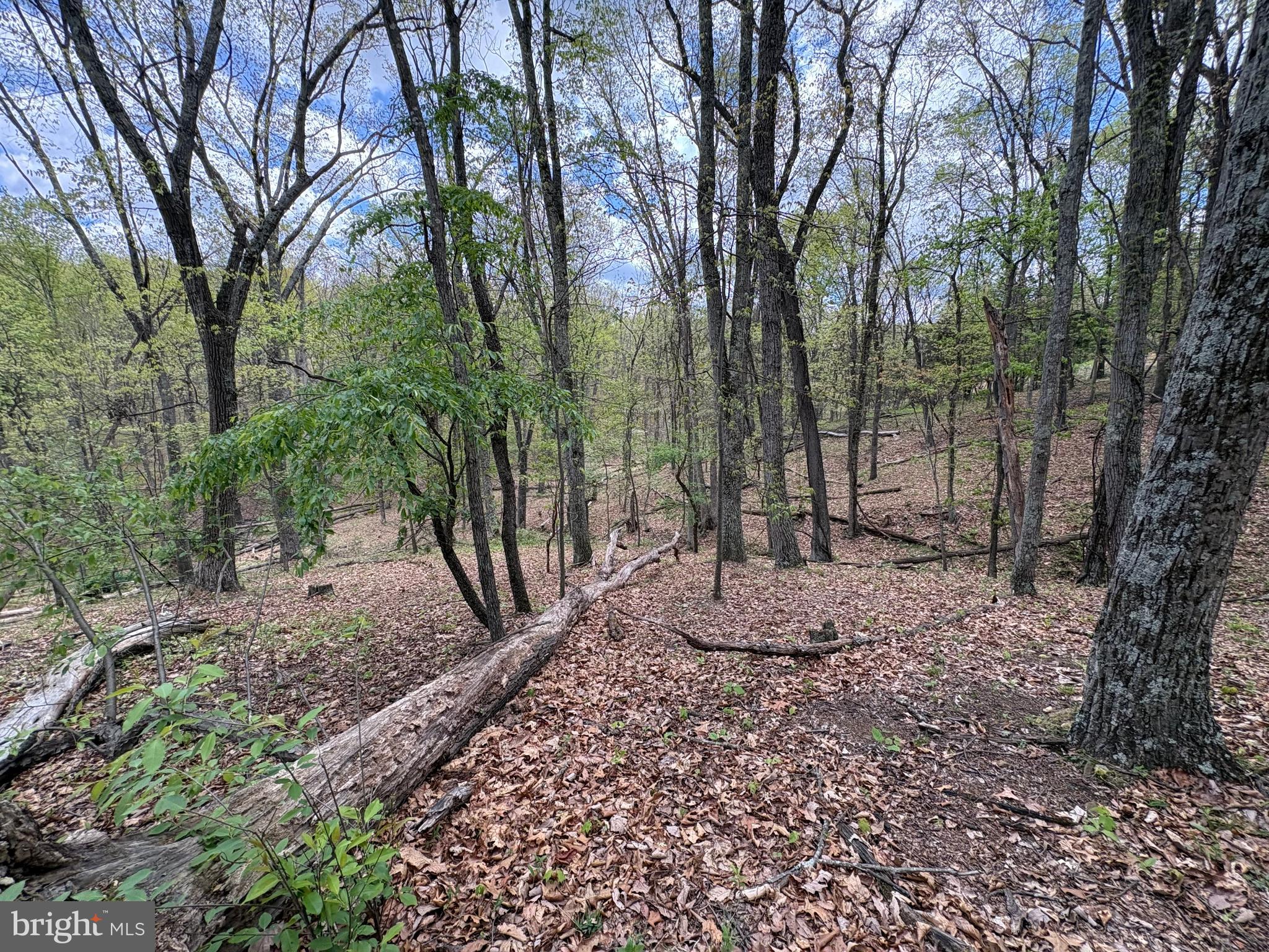 5-ac Beam Road Romney, WV 26757 - Photo 12 of 20 a view of a forest filled with trees