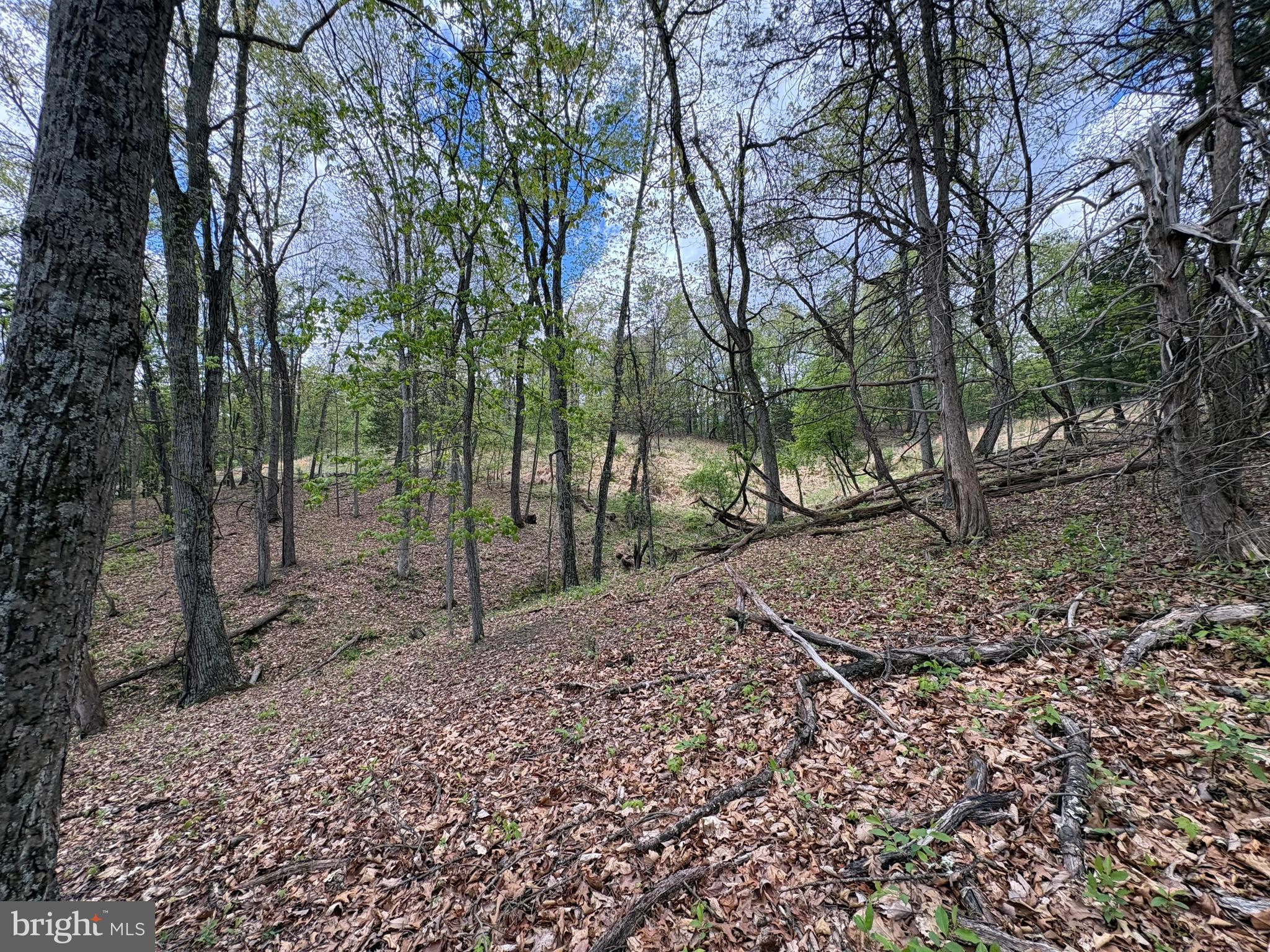5-ac Beam Road Romney, WV 26757 - Photo 13 of 20 a view of a forest with trees