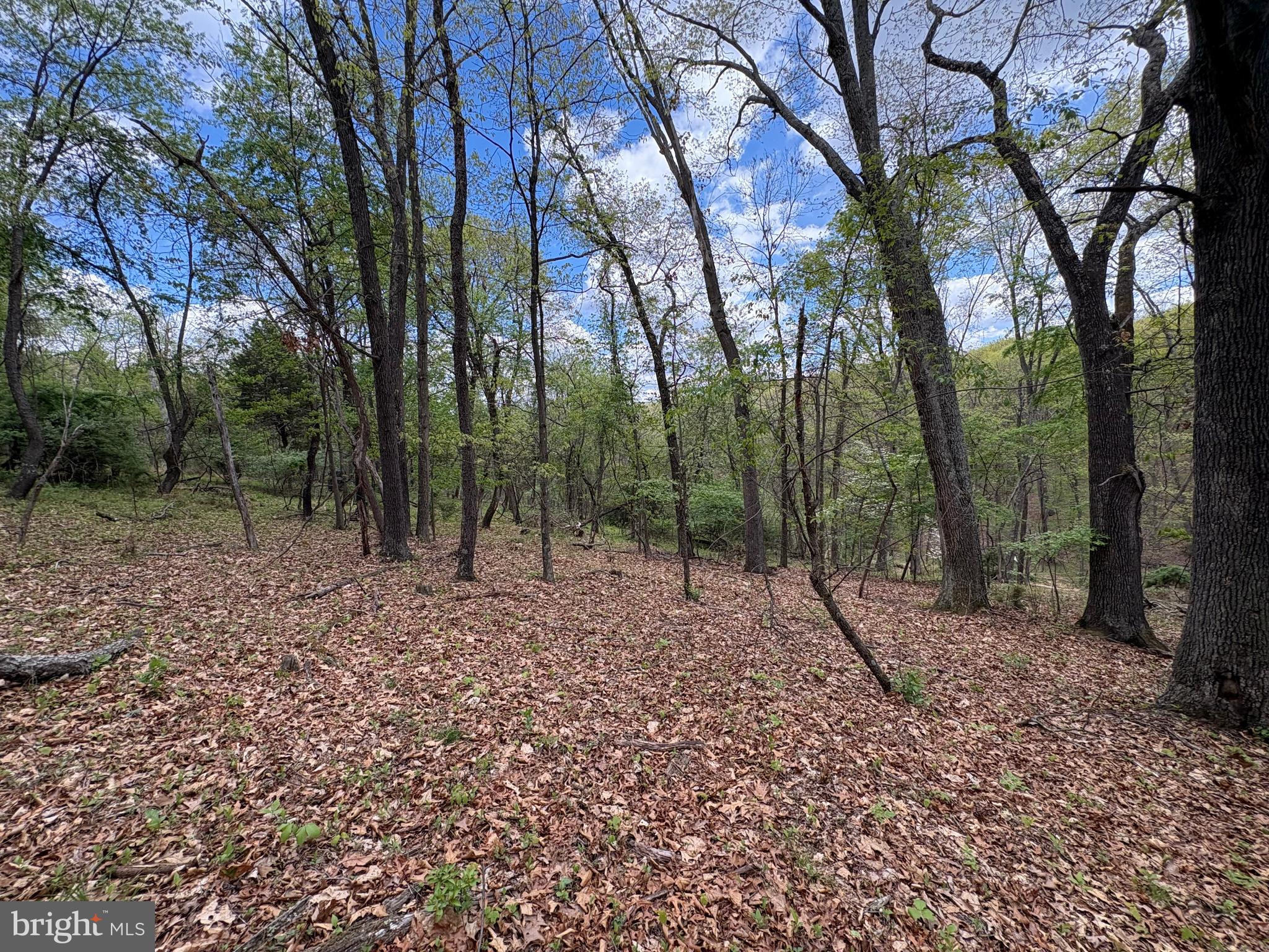 5-ac Beam Road Romney, WV 26757 - Photo 16 of 20 a view of a forest with trees