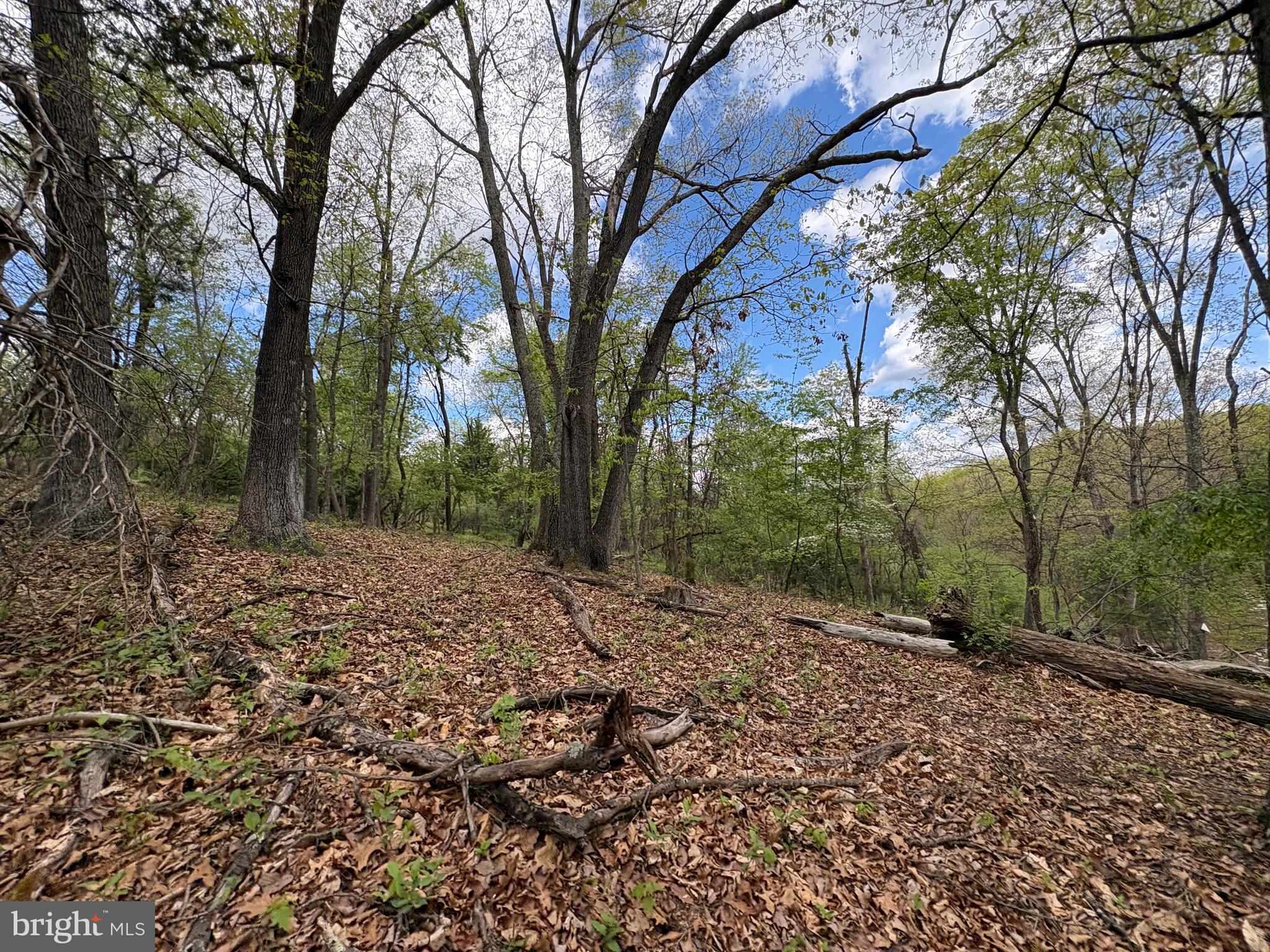 5-ac Beam Road Romney, WV 26757 - Photo 4 of 20 a view of a forest filled with trees