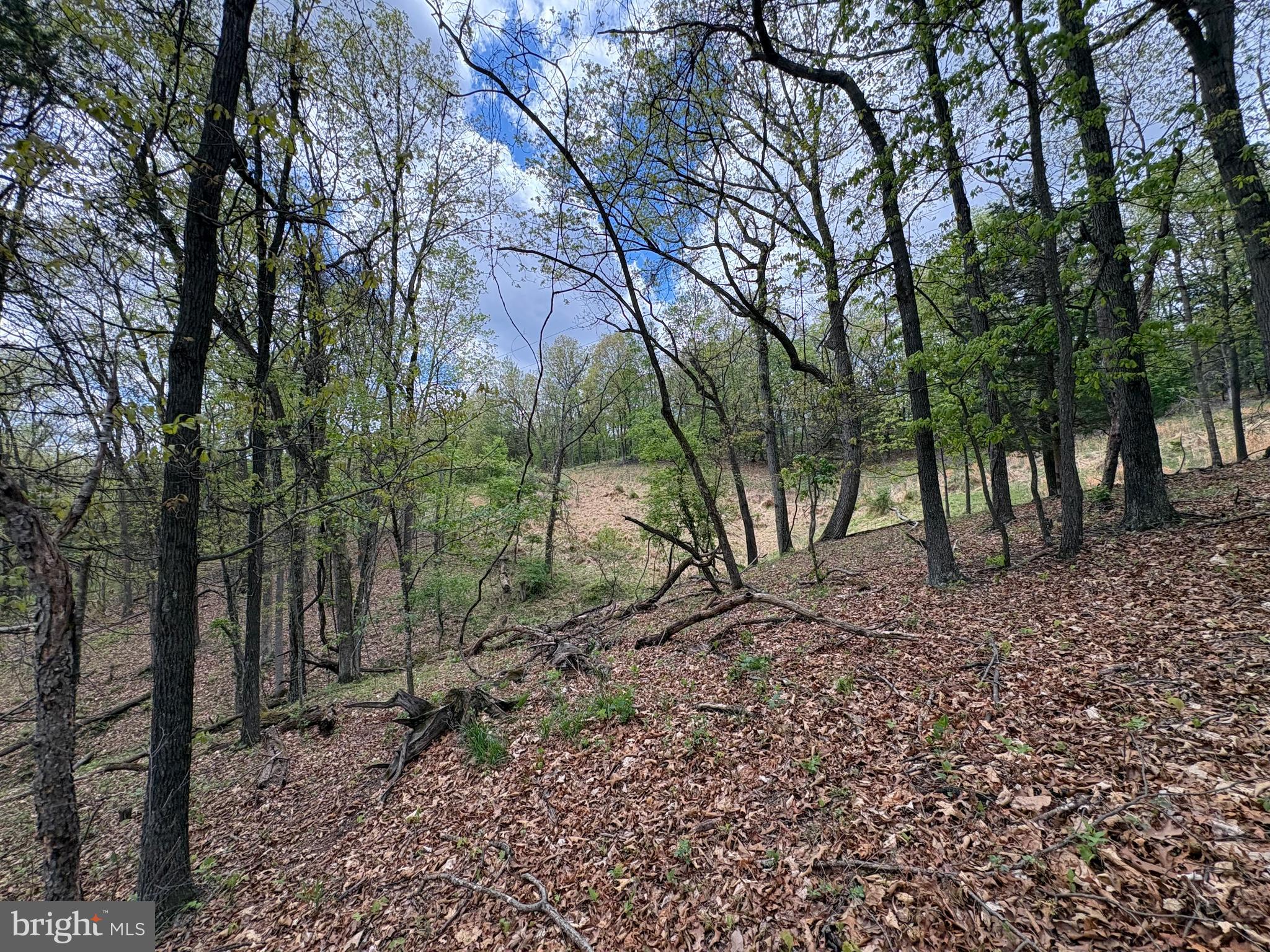 5-ac Beam Road Romney, WV 26757 - Photo 5 of 20 a view of a forest filled with trees