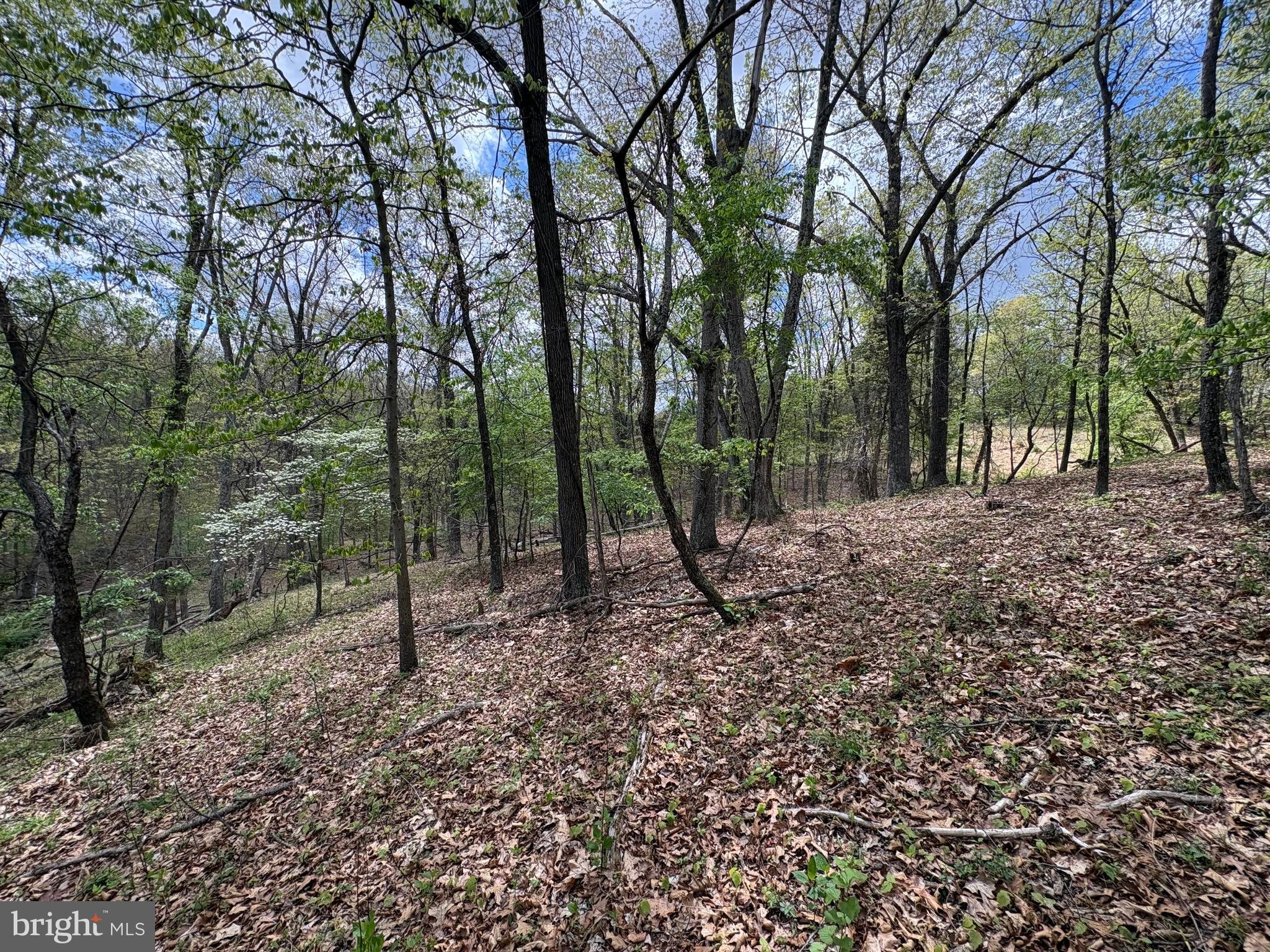 5-ac Beam Road Romney, WV 26757 - Photo 9 of 20 a backyard of a house