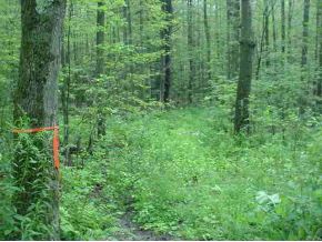 0 Camp Road Hubbardton, VT 05735 - Photo 2 of 5
