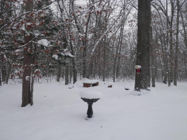 923 North Baker Road Wellston, MI 49689 - Photo 28 of 30 Back yard