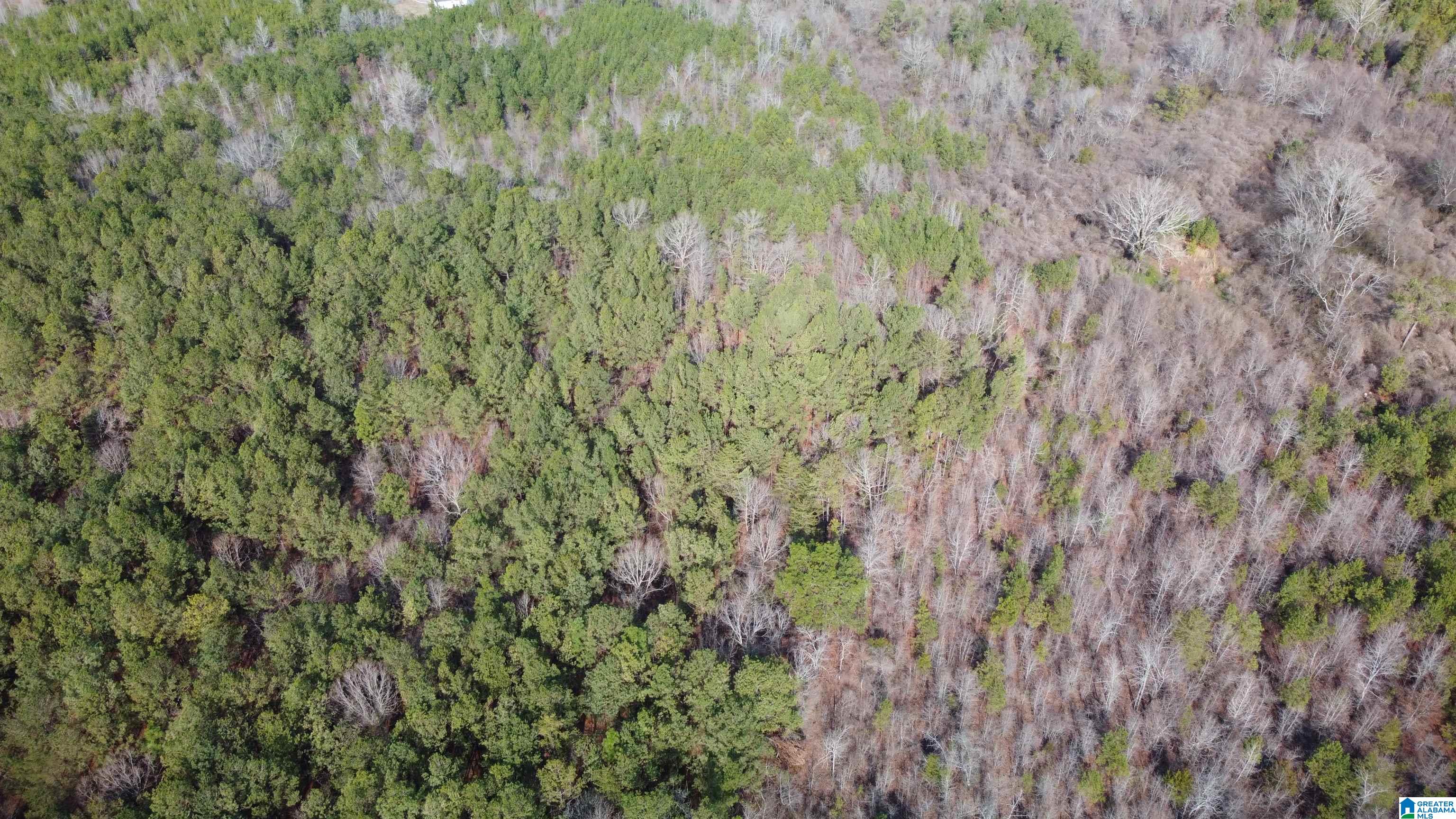 0 Landmark Road Talladega, AL 35160 - Photo 3 of 3 Gallery Image 3