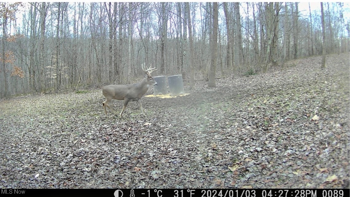 Pleasant Ridge Road Belmont, OH 43718 - Photo 37 of 38 Wildlife