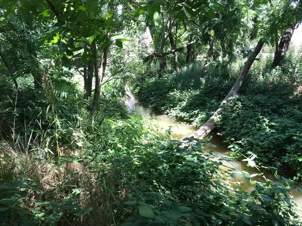 a view of a tree in a garden