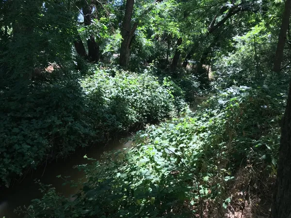 a view of a green yard