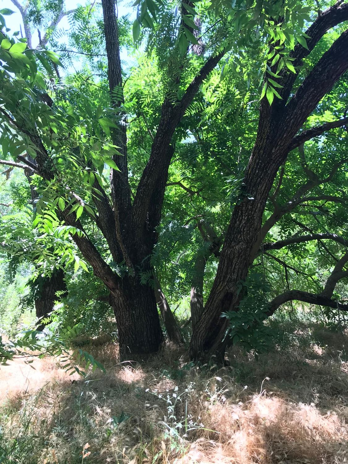 0 County Road 30 Davis, CA 95616 - Photo 7 of 15 a view of tree