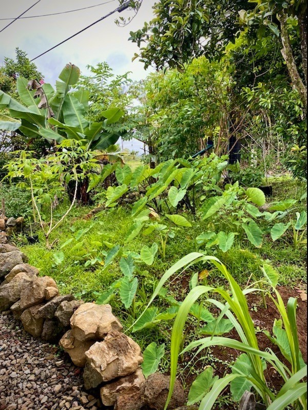 2317 Kaiwiki Road Hilo, HI 96720 - Photo 7 of 25