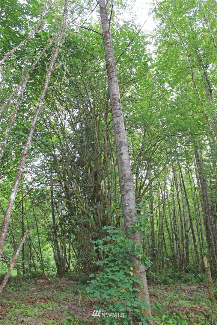 0 Hurst Road Toledo, WA 98591 - Photo 17 of 24 Gallery Image 17