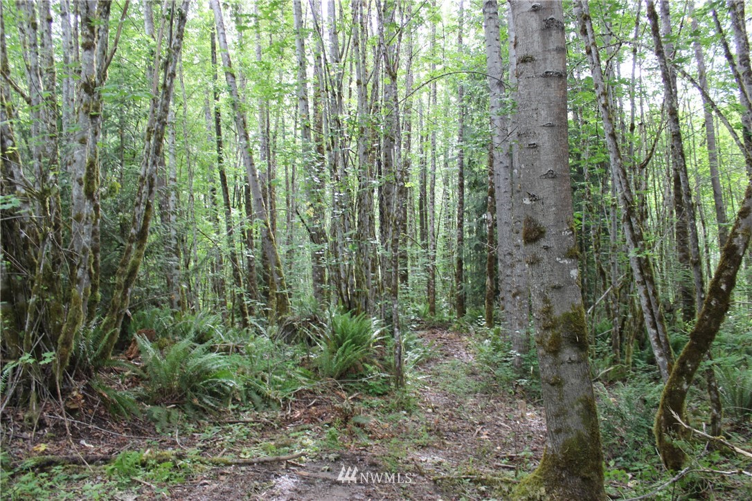 0 Hurst Road Toledo, WA 98591 - Photo 21 of 24 Gallery Image 21