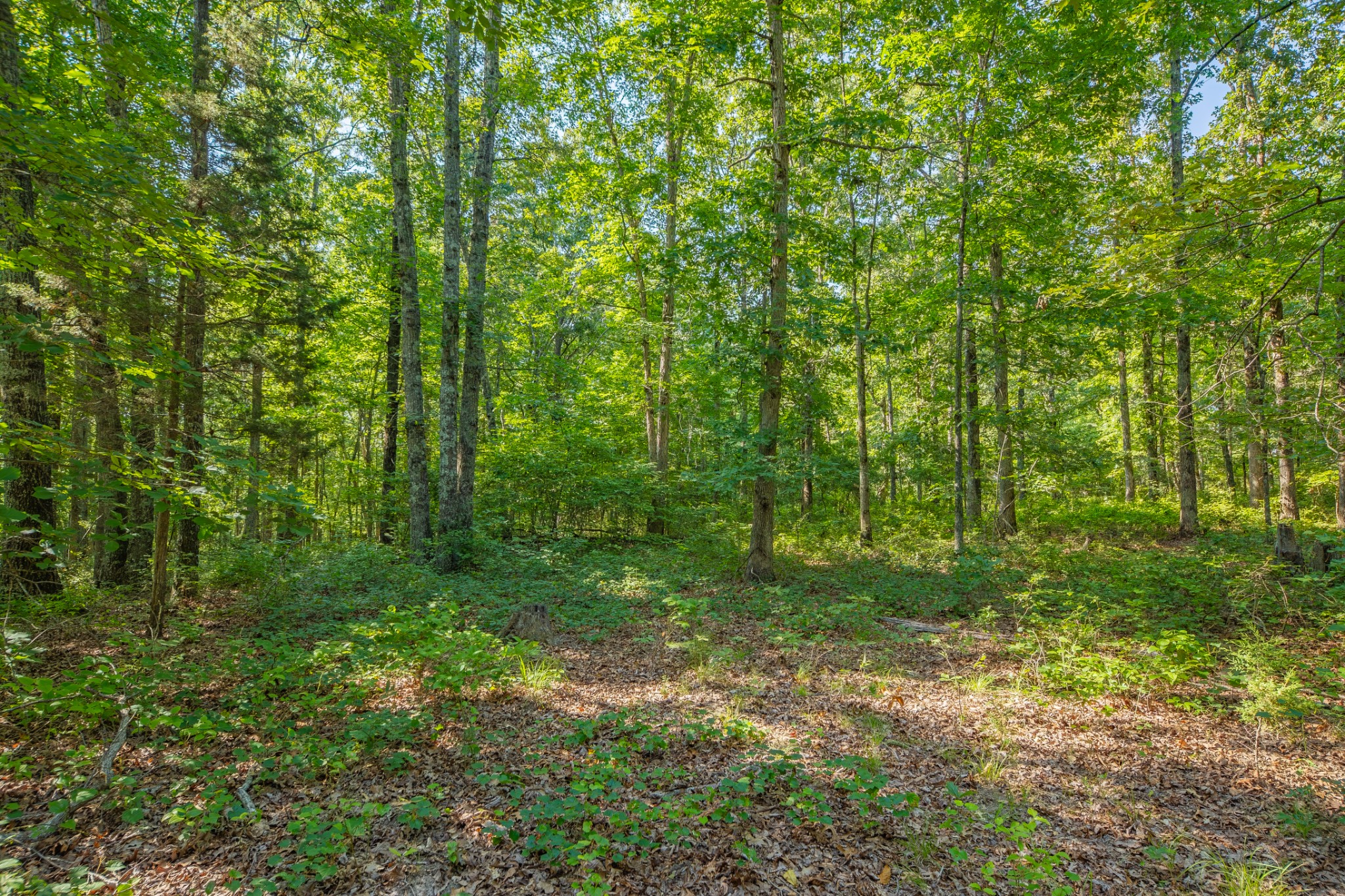 0 Pinewood Road Nunnelly, TN 37137 - Photo 21 of 64 Gallery Image 21