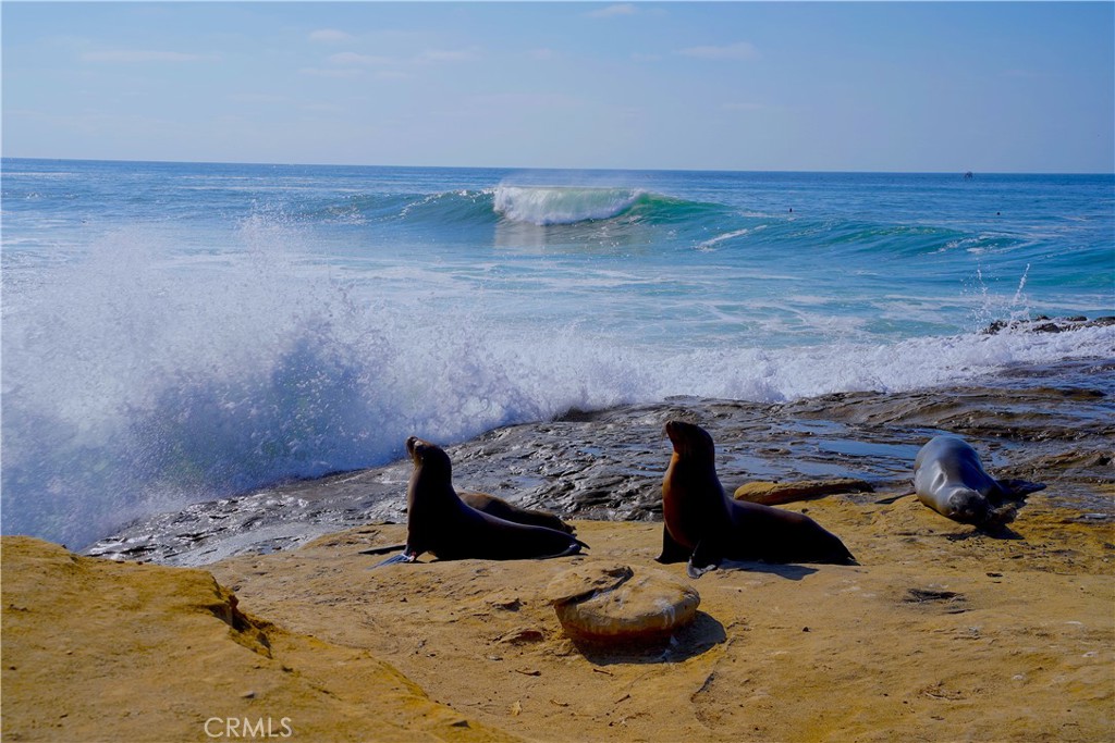 3502 Proctor Valley Road Bonita, CA 91902 - Photo 11 of 22 a bench sitting in the middle of a yard