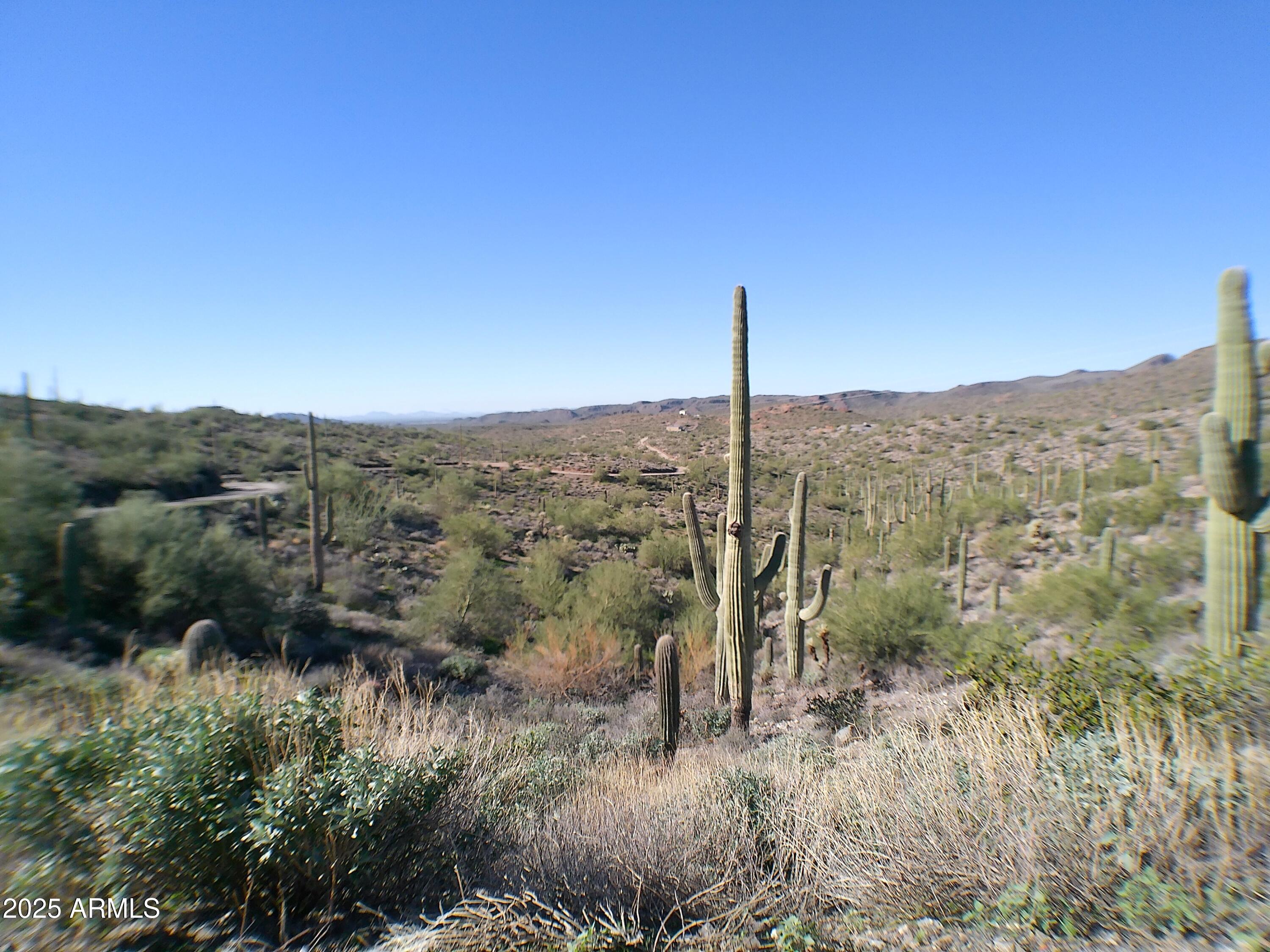 a view of a forest with a tree in the background