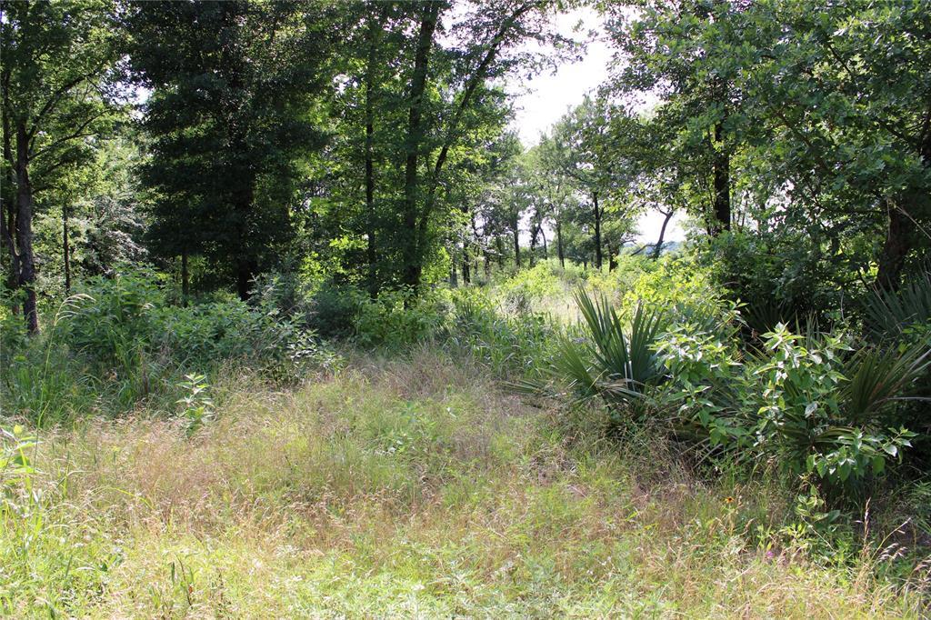 116 Lakeview Trail Mabank, TX 75147 - Photo 12 of 13 Natural landscape featuring extensive tree coverage, diverse foliage, and ground vegetation