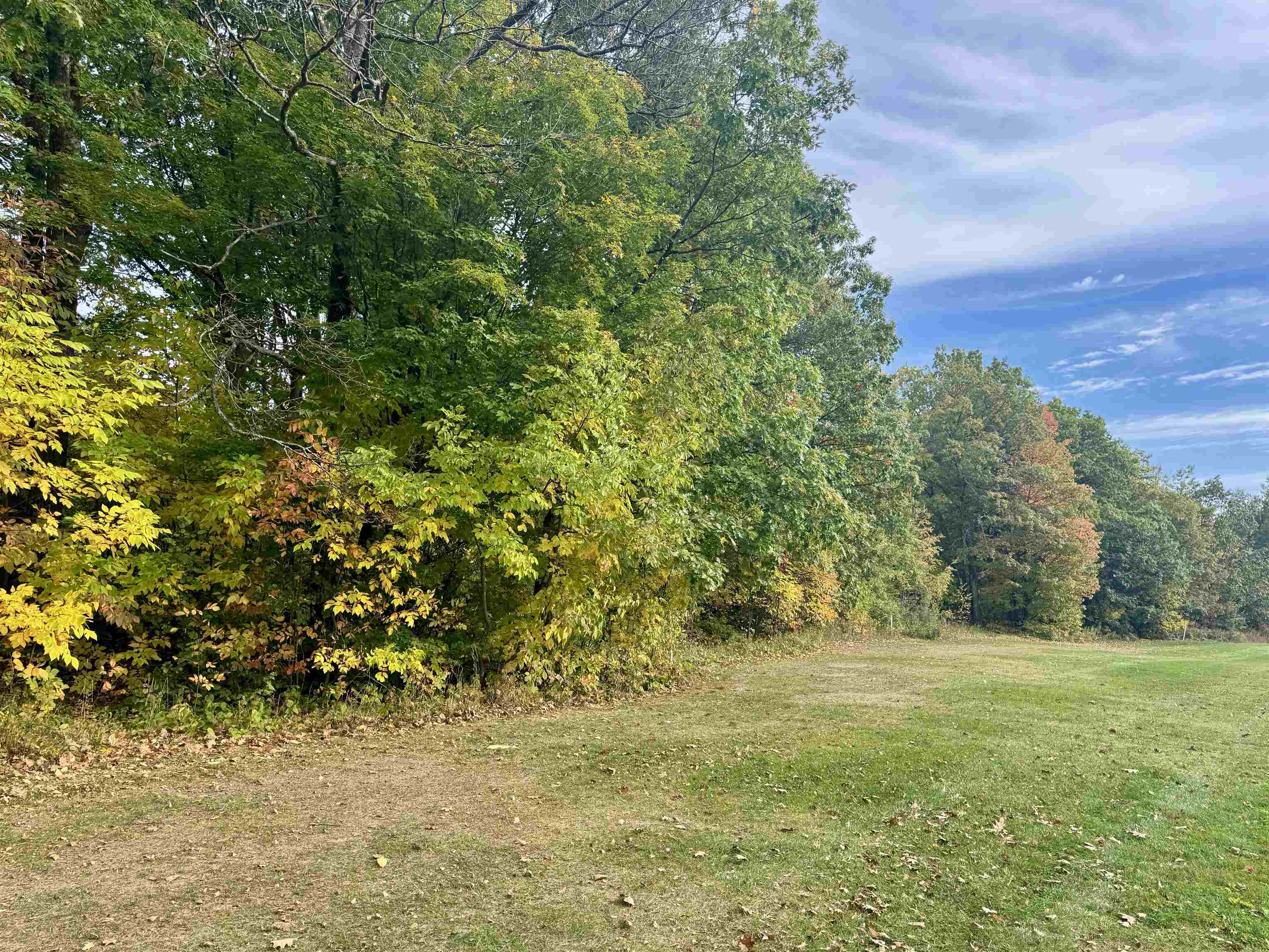 View of tree filled area