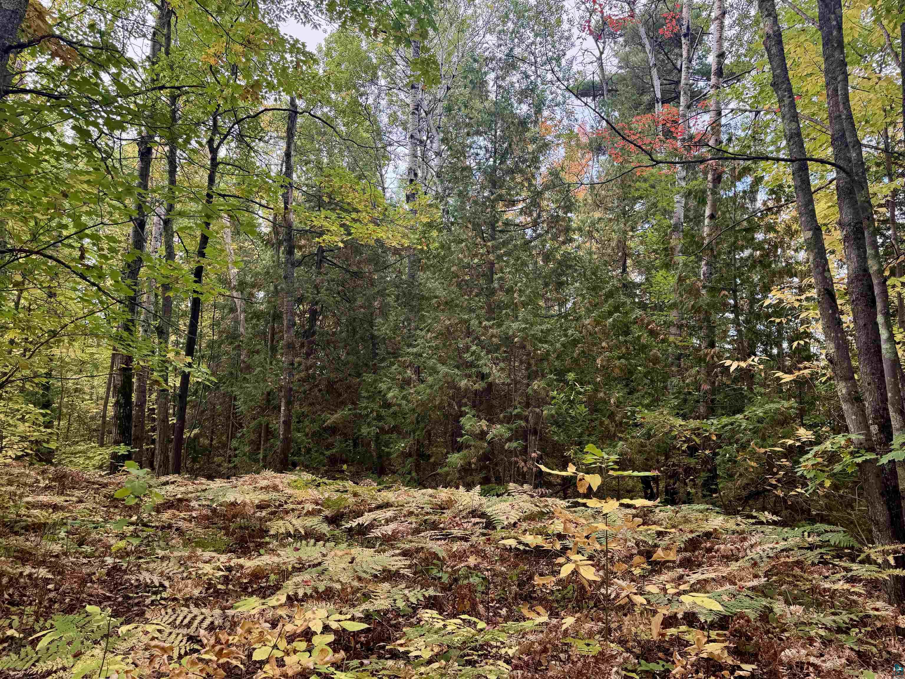 Tbd Eagle Run Bayfield, WI 54814 - Photo 6 of 8 View of wooded area