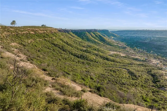 a lush green forest with lots of trees
