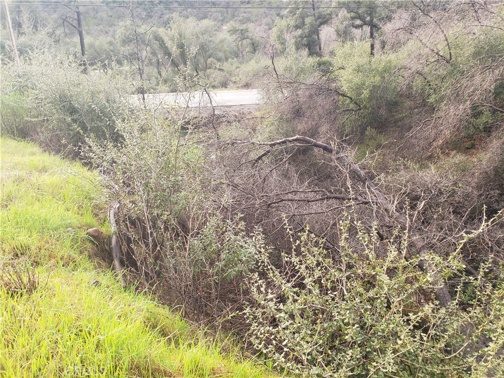 2470 Honey Run Road Chico, CA 95928 - Photo 49 of 71 a view of a forest with trees