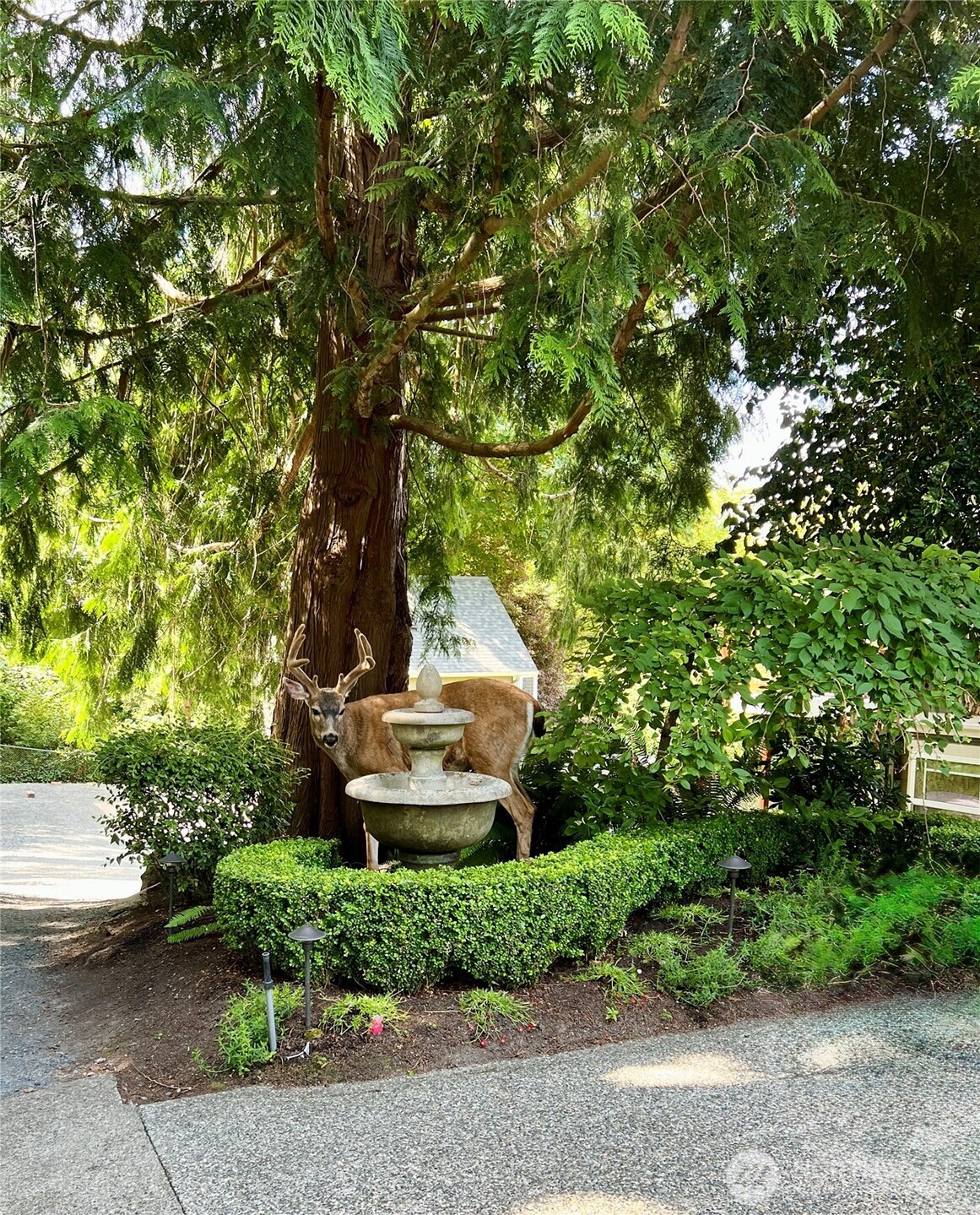 11404 239th Place Southwest Woodway, WA 98020 - Photo 40 of 40 a view of a garden with a tree