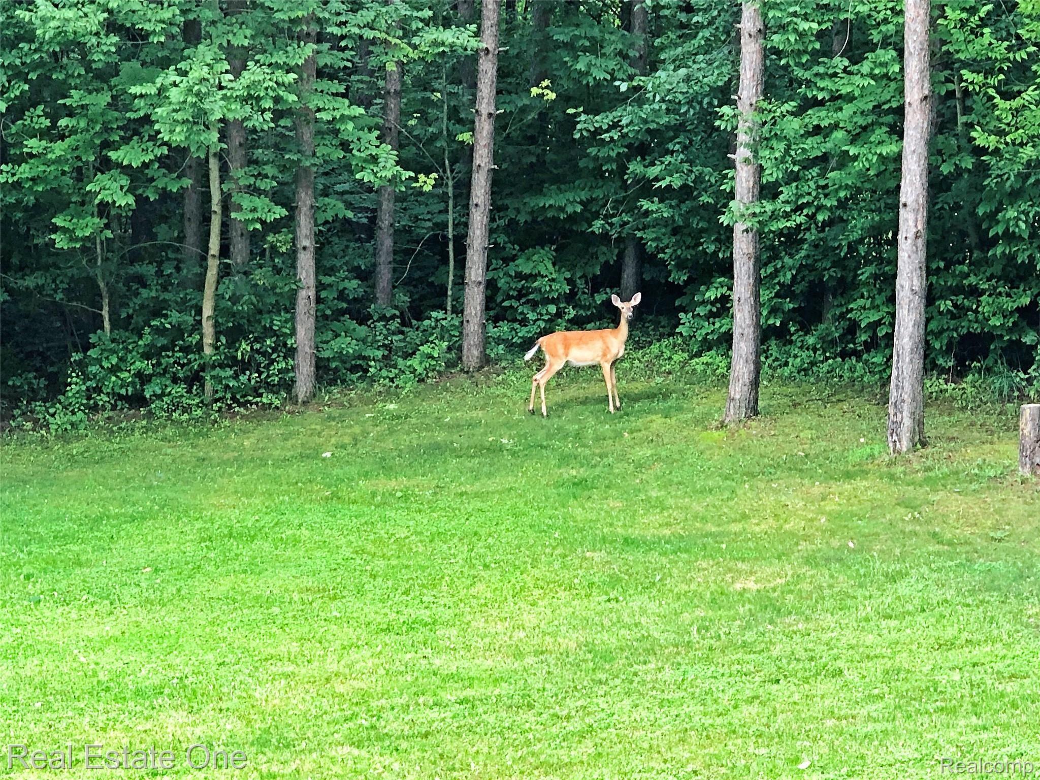 5621 Rochester Road Dryden, MI 48428 - Photo 19 of 52 Great Room view of deer.