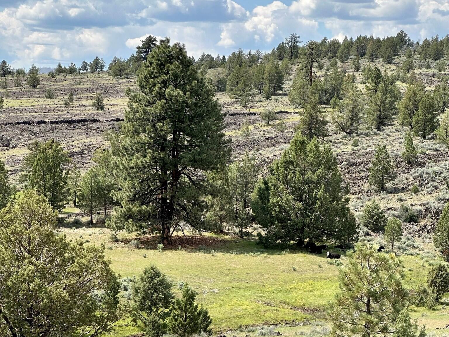 88 Co Road Adin, CA 96006 - Photo 14 of 16 9 100 ac Landscape
