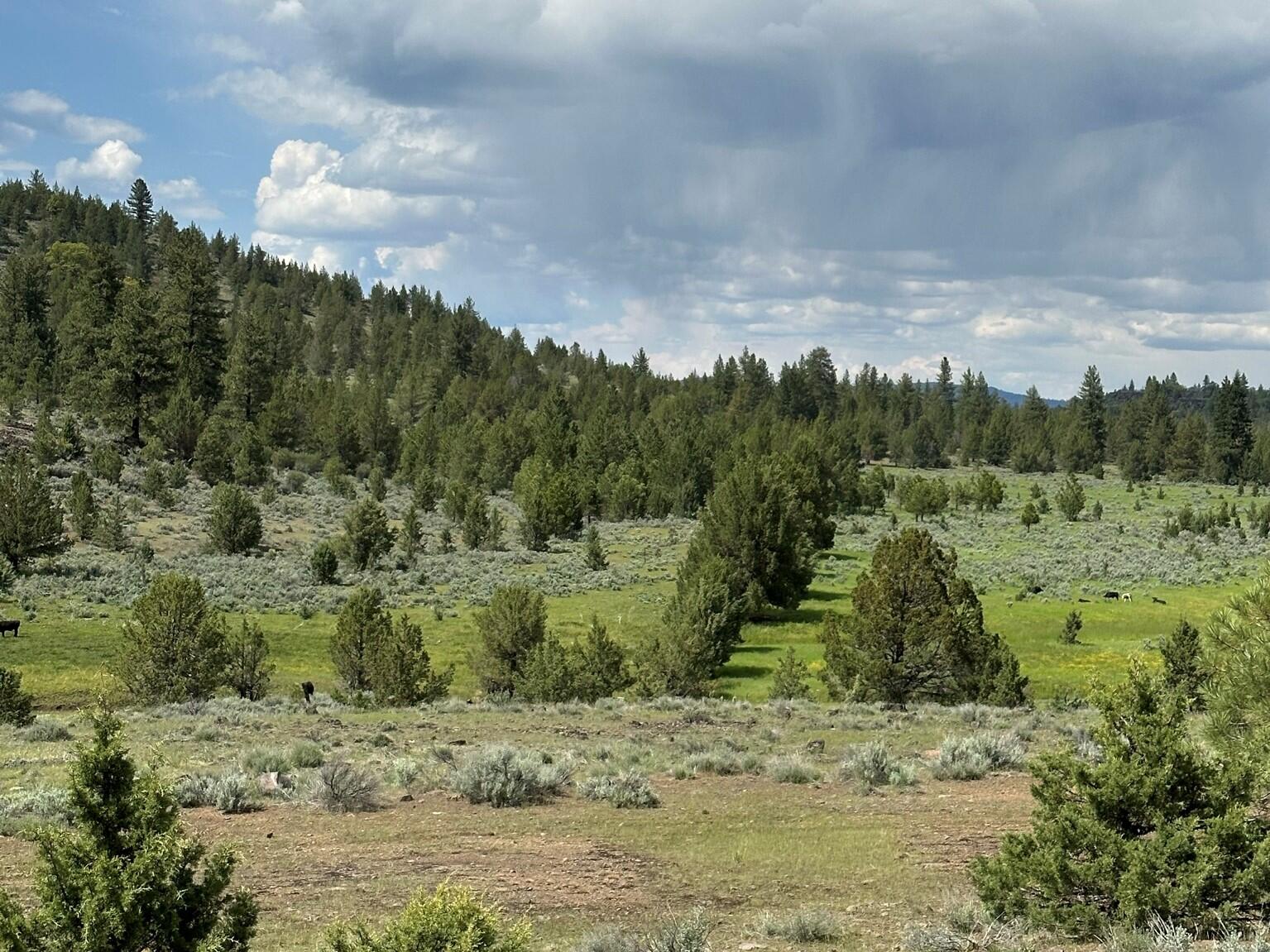 88 Co Road Adin, CA 96006 - Photo 15 of 16 10 100 ac Landscape