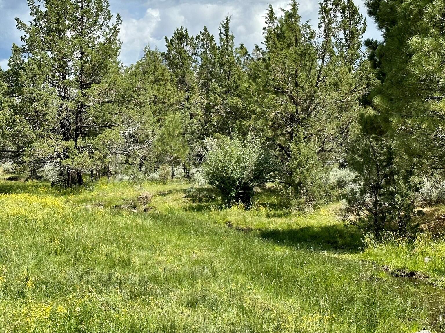 88 Co Road Adin, CA 96006 - Photo 3 of 16 1 100 ac Landscape
