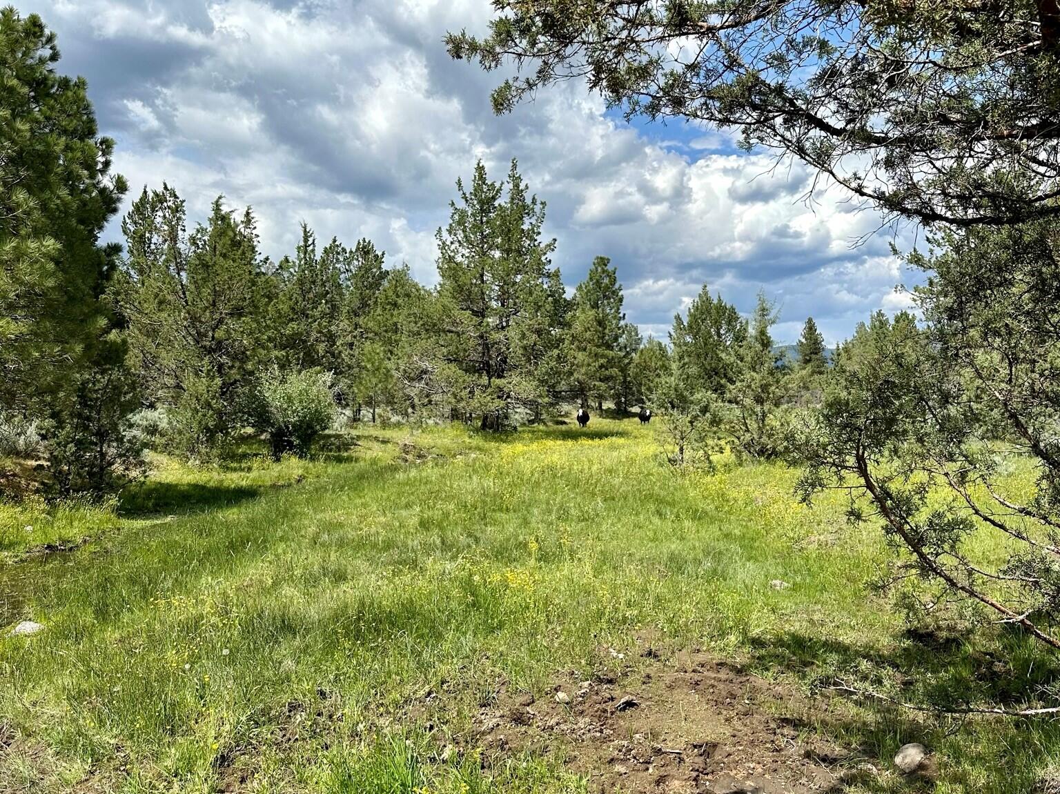 88 Co Road Adin, CA 96006 - Photo 4 of 16 2 100 ac Landscape
